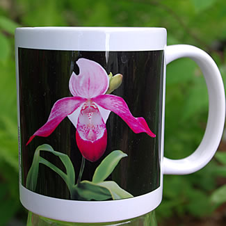 mug DS-040 Phragmipedium blk 7060.jpg